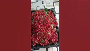 Штаны карго с Wildberries. Распаковка.